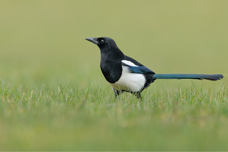 Magpie taking off